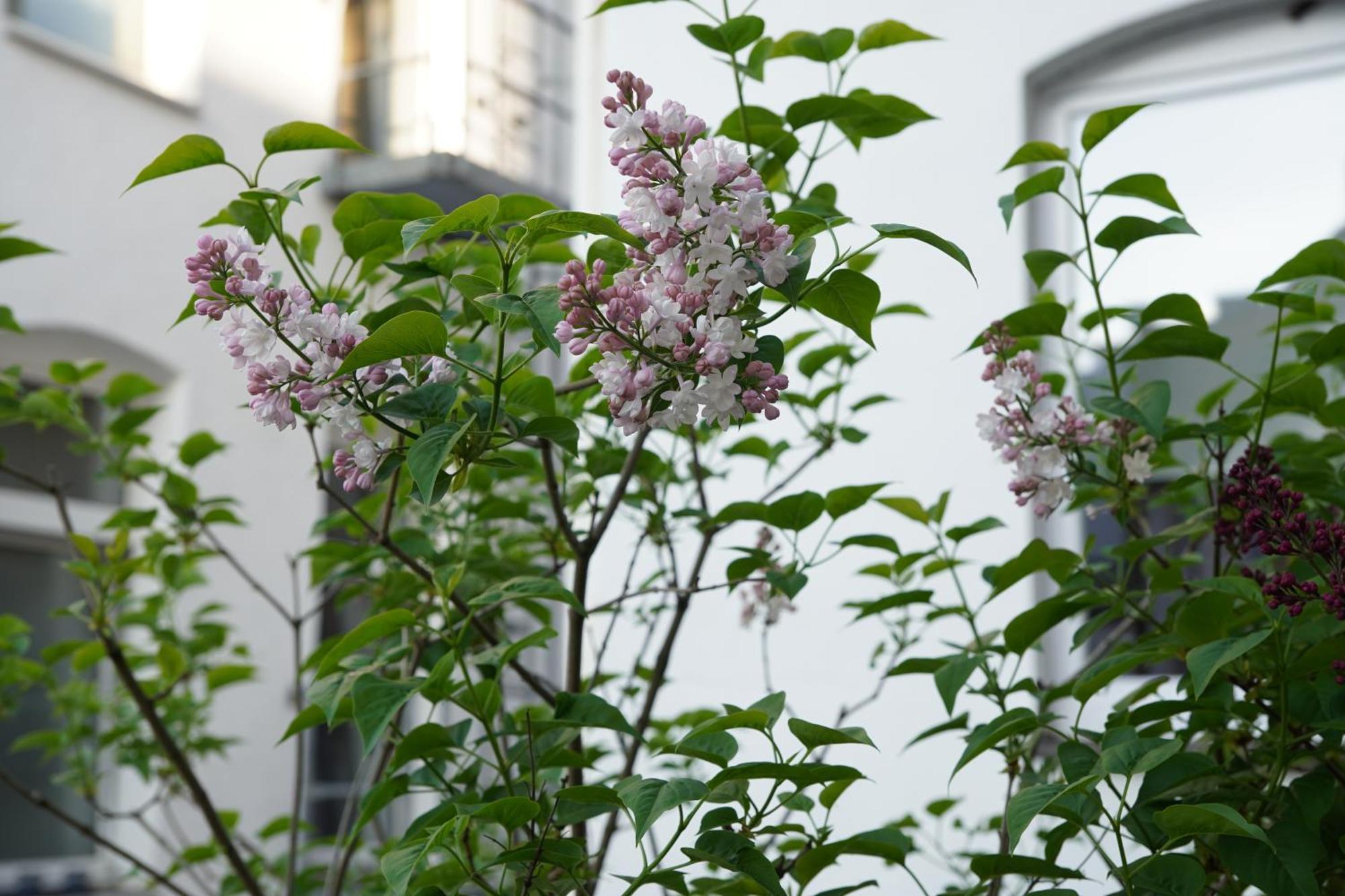 Bright, Spacious Apartment With A Lovely Terrace In The Heart Of อาเคิน ภายนอก รูปภาพ
